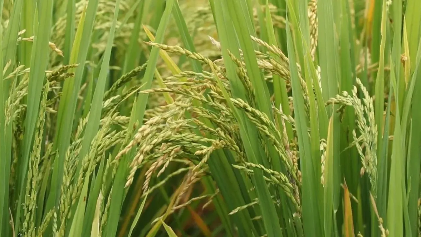 India’s 2024-25 Kharif Crop Estimates Released: Record 1,647.05 LMT Foodgrain Production Expected