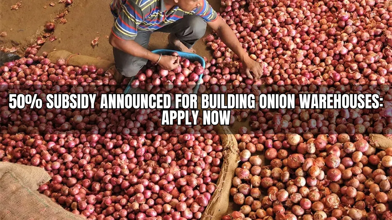 50% Subsidy Announced for Building Onion Warehouses: Apply Now