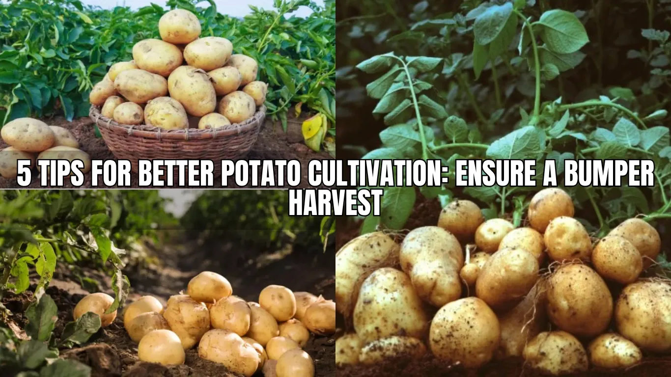 5 Tips for Better Potato Cultivation: Ensure a Bumper Harvest