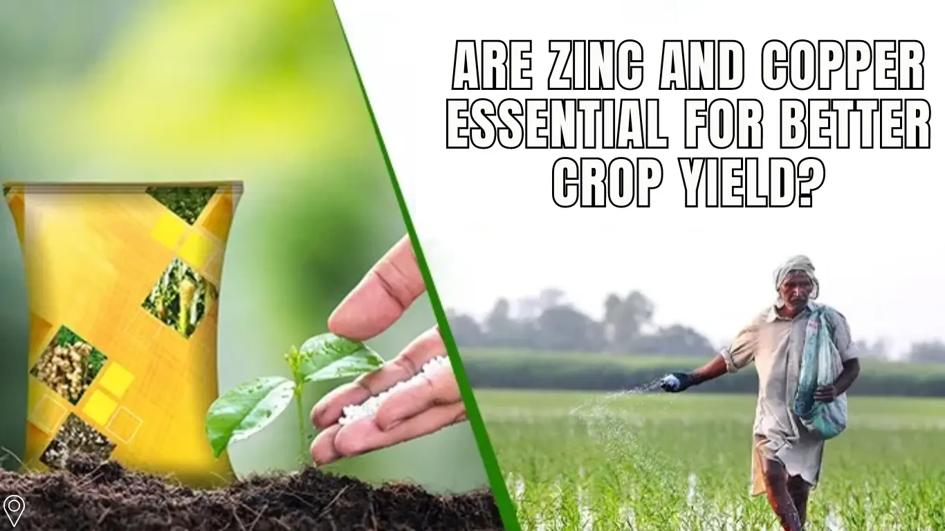 Are Zinc and Copper Essential for Better Crop Yield?
