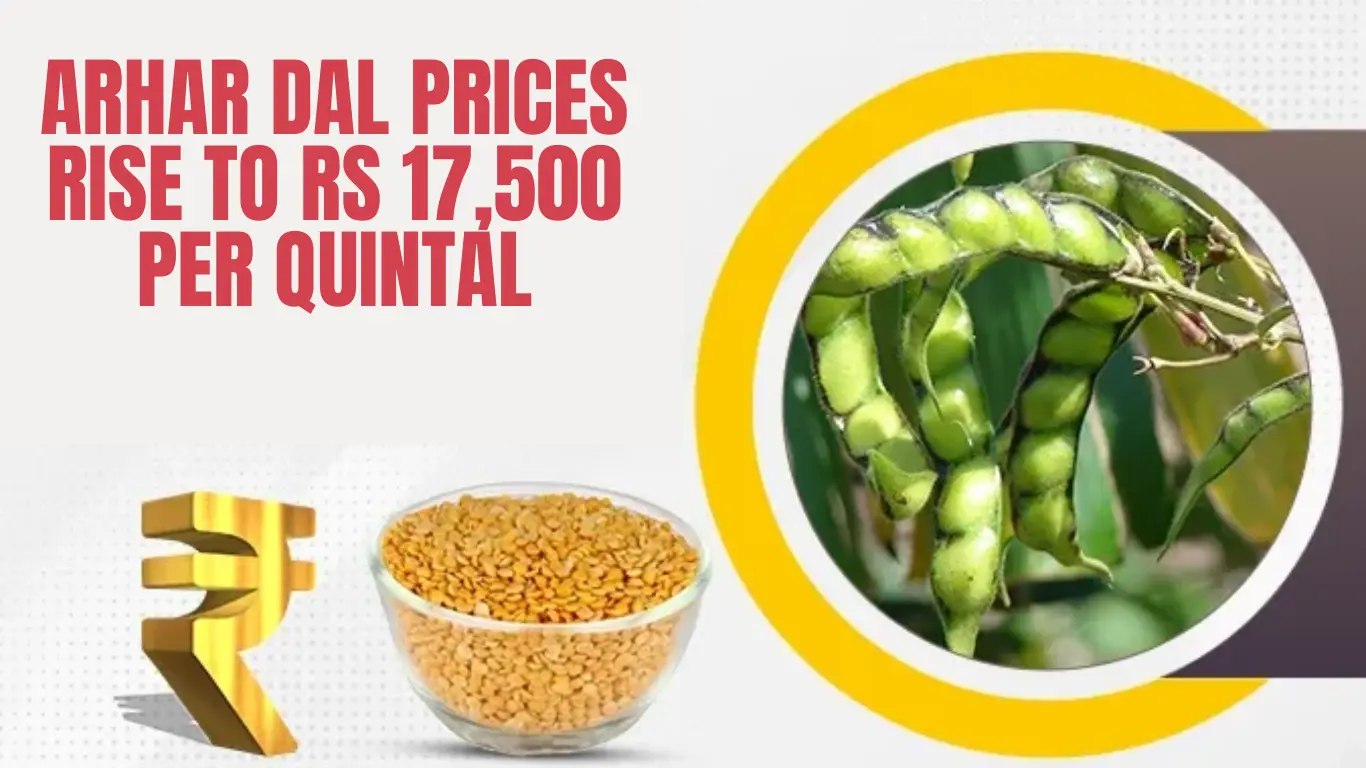 Arhar Dal Prices Rise to Rs 17,500 per Quintal