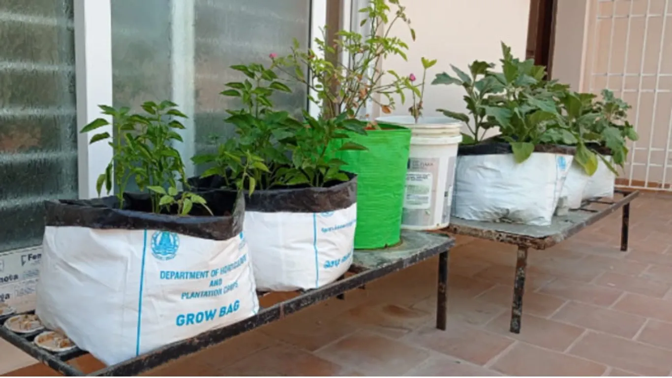 Bihar Rooftop Gardening Scheme: Get Rs 7,500 Subsidy