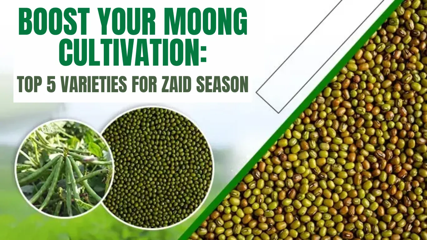 Boost Your Moong Cultivation: Top 5 Varieties for Zaid Season