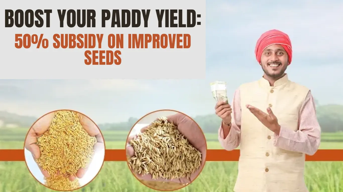 Boost Your Paddy Yield: 50% Subsidy on Improved Seeds