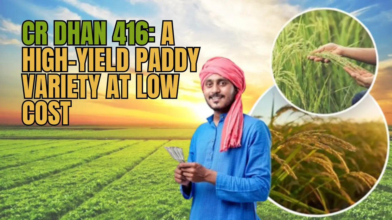 CR Dhan 416: A High-Yield Paddy Variety at Low Cost