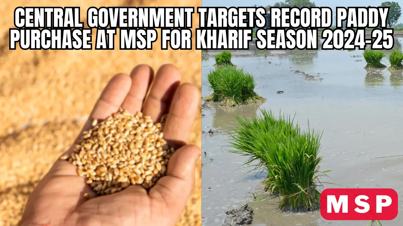 Central Government Targets Record Paddy Purchase at MSP for Kharif Season 2024-25