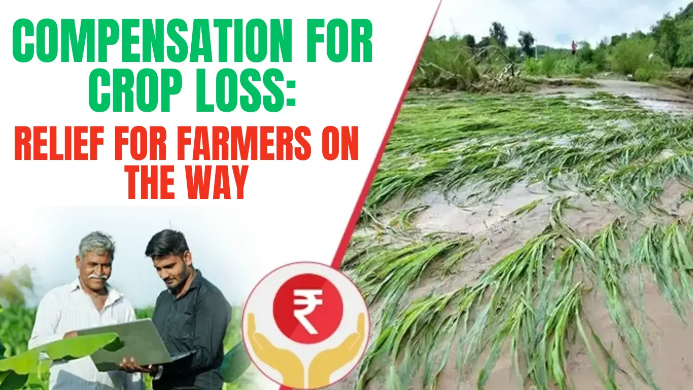 Compensation for Crop Loss: Relief for Farmers on the Way