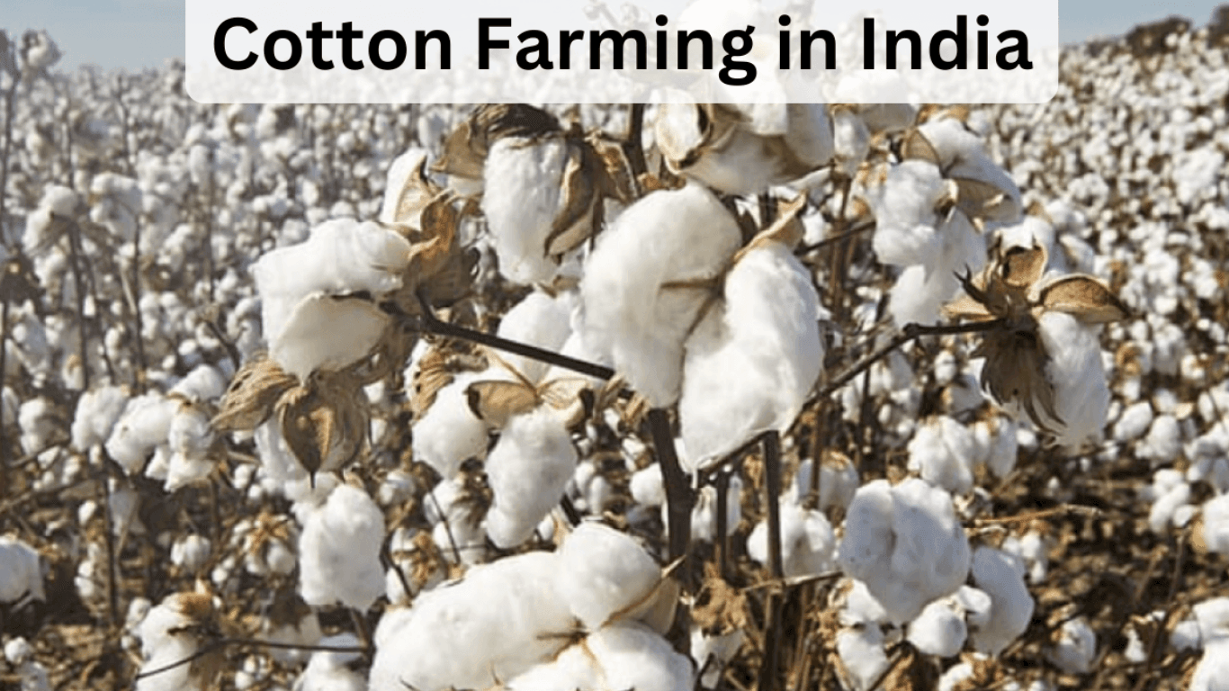 Cotton Farming in India