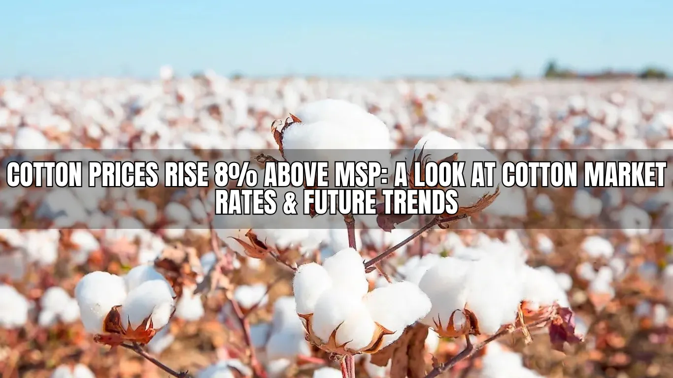 Cotton Prices Rise 8% Above MSP: A Look at Cotton Market Rates & Future Trends