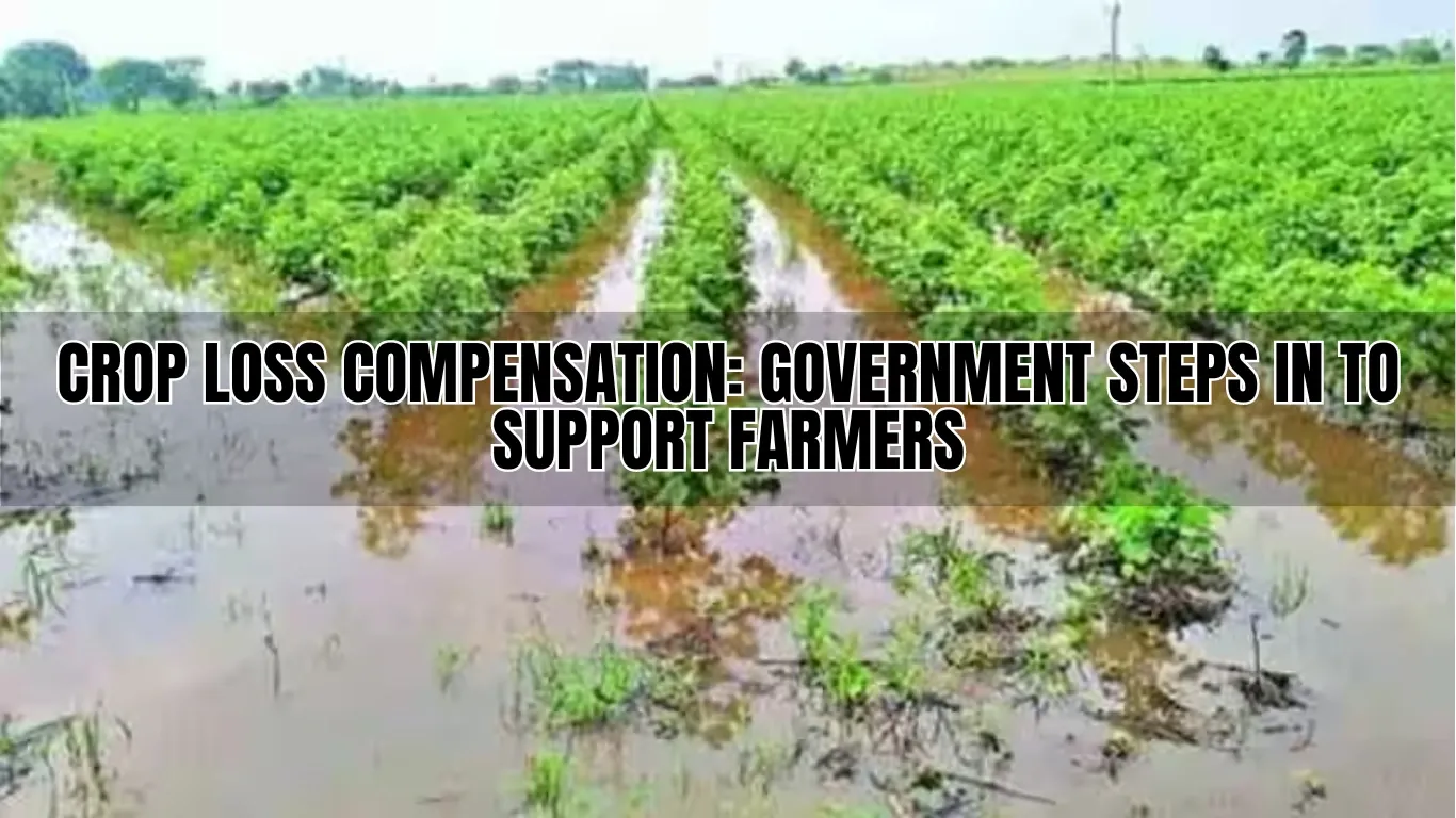 Crop Loss Compensation: Government Steps in to Support Farmers