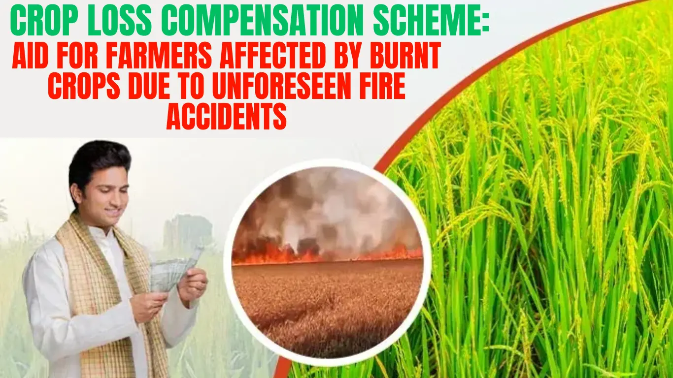 Crop Loss Compensation Scheme: Aid for Farmers Affected by Burnt Crops due to Unforeseen Fire Accidents