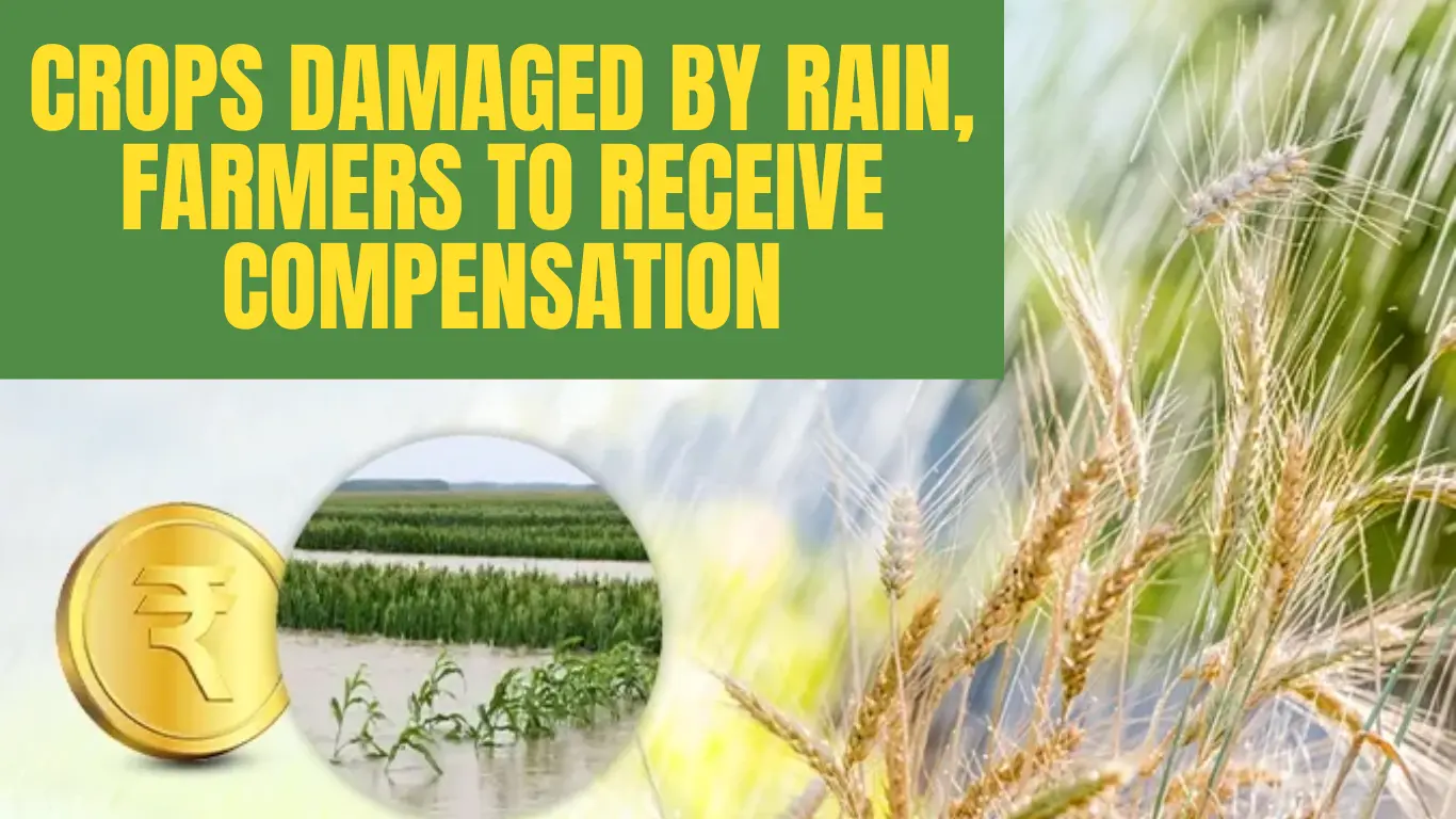 Crops Damaged by Rain, Farmers to Receive Compensation