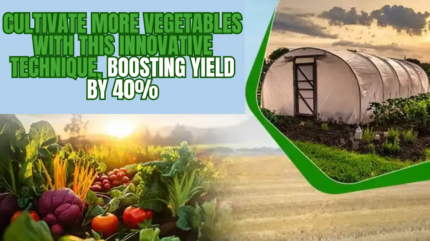 Cultivate More Vegetables with this Innovative Technique, Boosting Yield by 40%