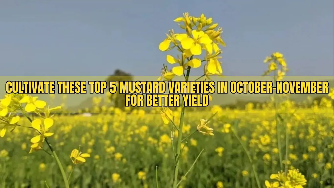 Cultivate These Top 5 Mustard Varieties in October-November for Better Yield