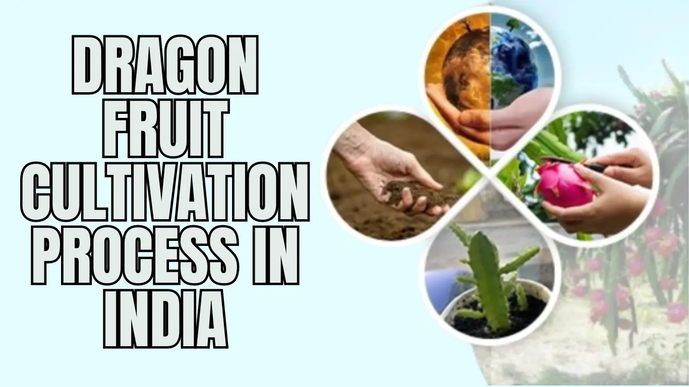 Dragon Fruit Cultivation Process in India