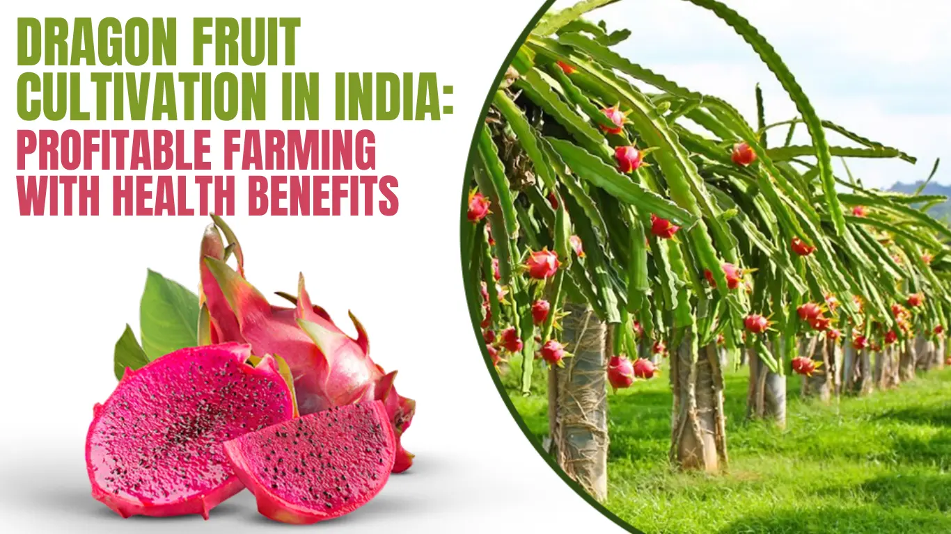 Dragon Fruit Cultivation in India: Profitable Farming with Health Benefits