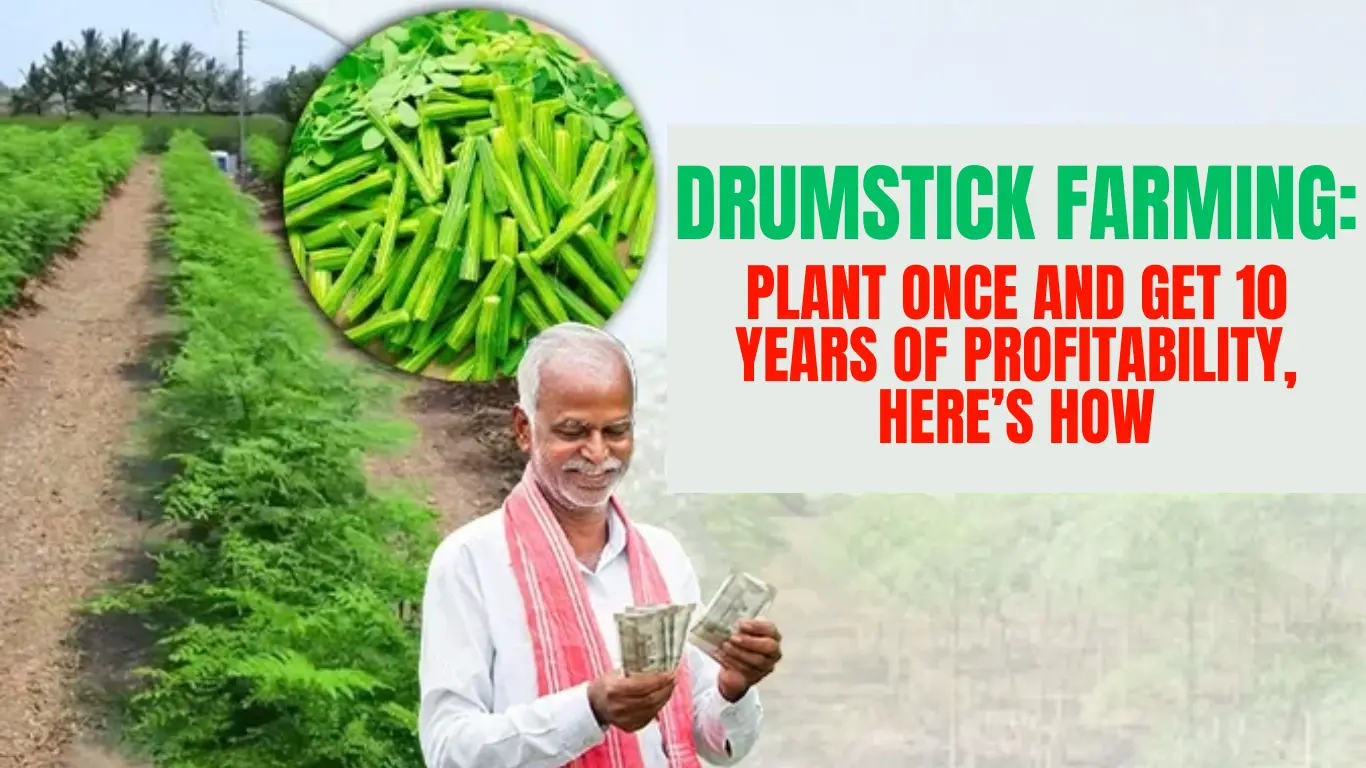 Drumstick Farming: Plant Once and get 10 Years of Profitability, Here’s How