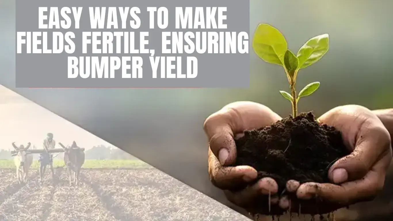 Easy Ways to Make Fields Fertile, Ensuring Bumper Yield