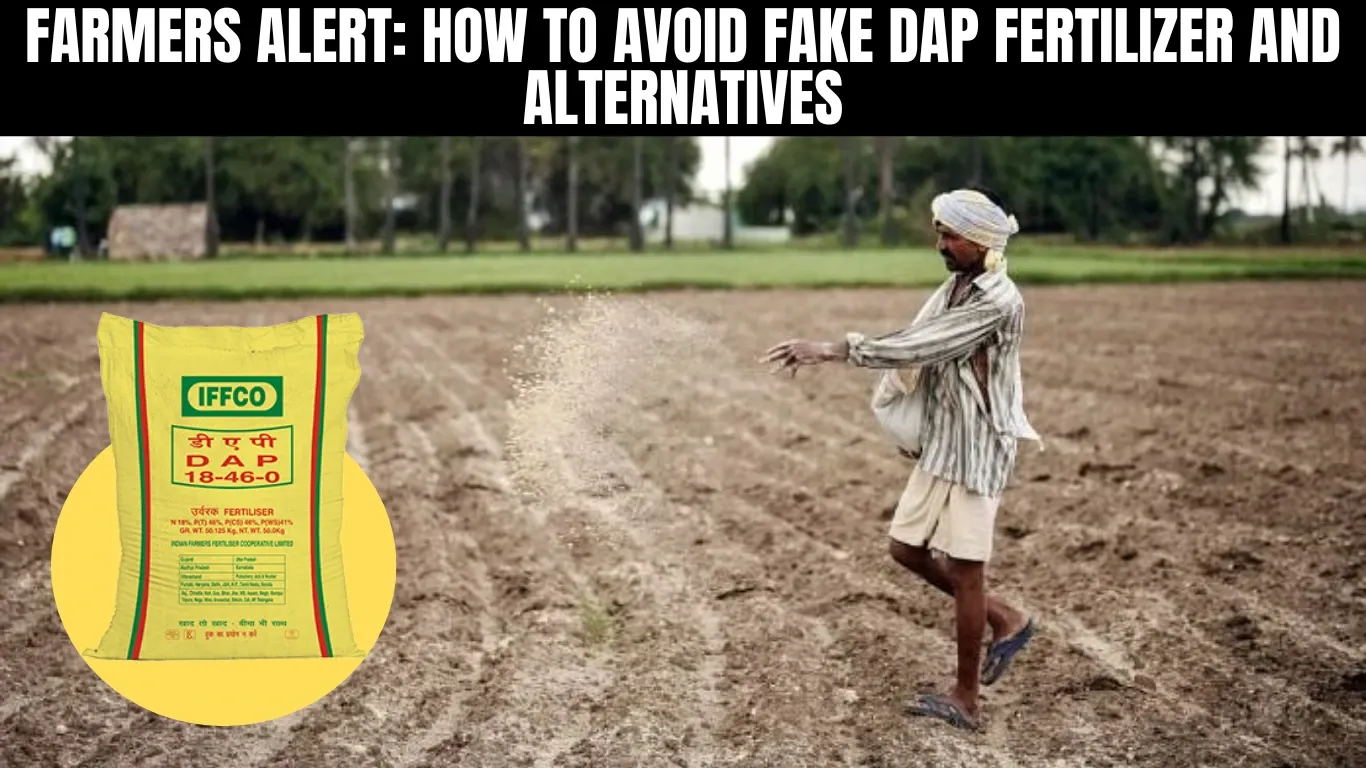 Farmers Alert: How to Avoid Fake DAP Fertilizer and Alternatives