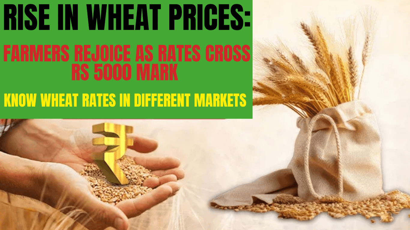Rise in Wheat Prices: Farmers Rejoice as Rates Cross Rs 5000 Mark | Know Wheat Rates in Different Markets