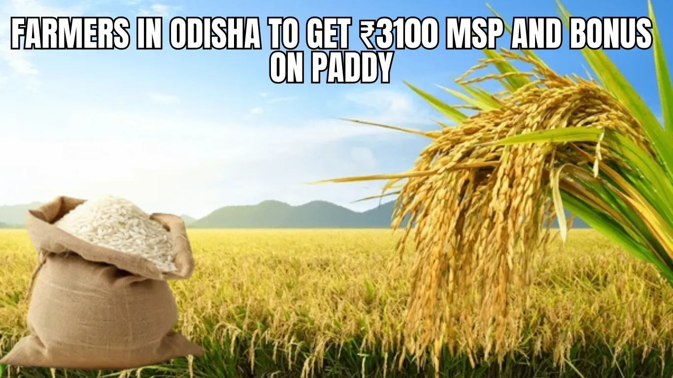 Farmers in Odisha to Get ₹3100 MSP and Bonus on Paddy