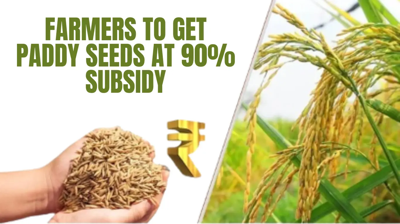 Farmers to Get Paddy Seeds at 90% Subsidy