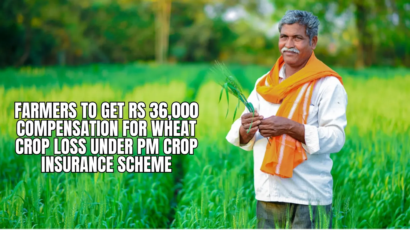 Farmers to Get Rs 36,000 Compensation for Wheat Crop Loss Under PM Crop Insurance Scheme