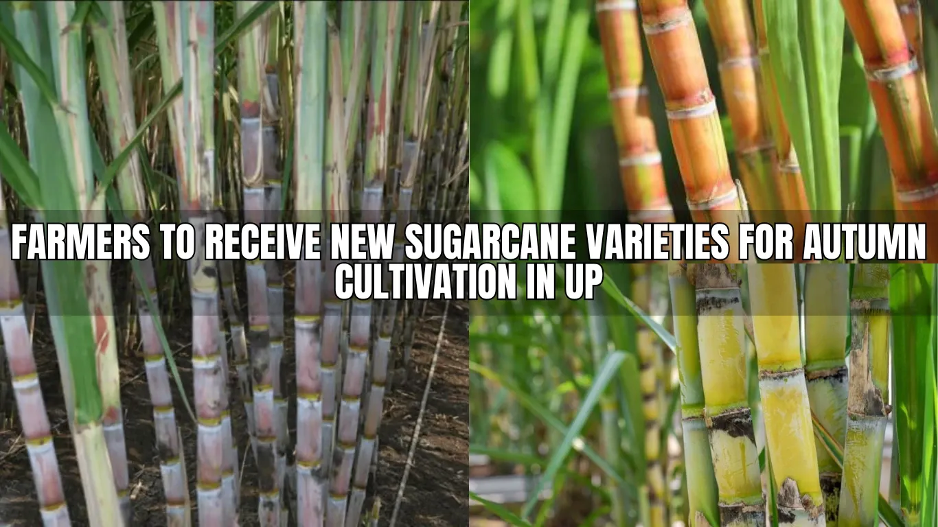 Farmers to Receive New Sugarcane Varieties for Autumn Cultivation in UP