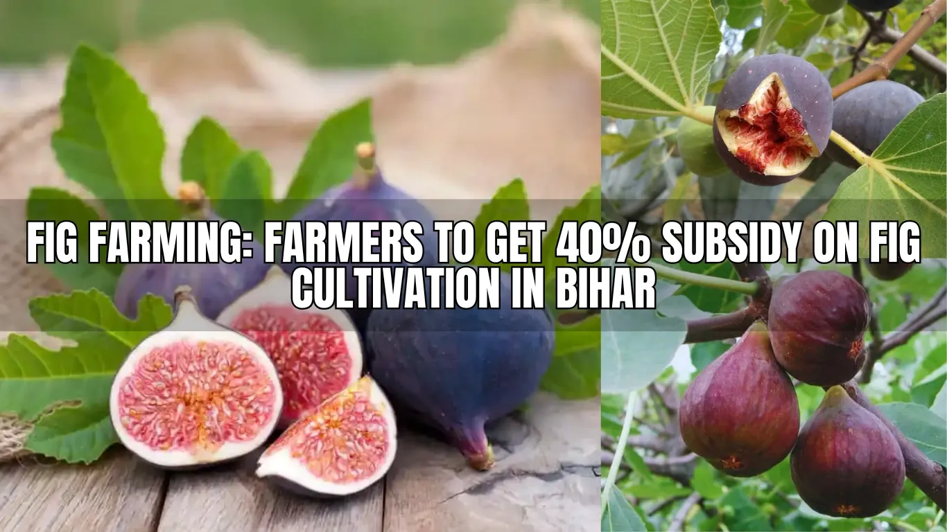 Fig Farming: Farmers to Get 40% Subsidy on Fig Cultivation in Bihar