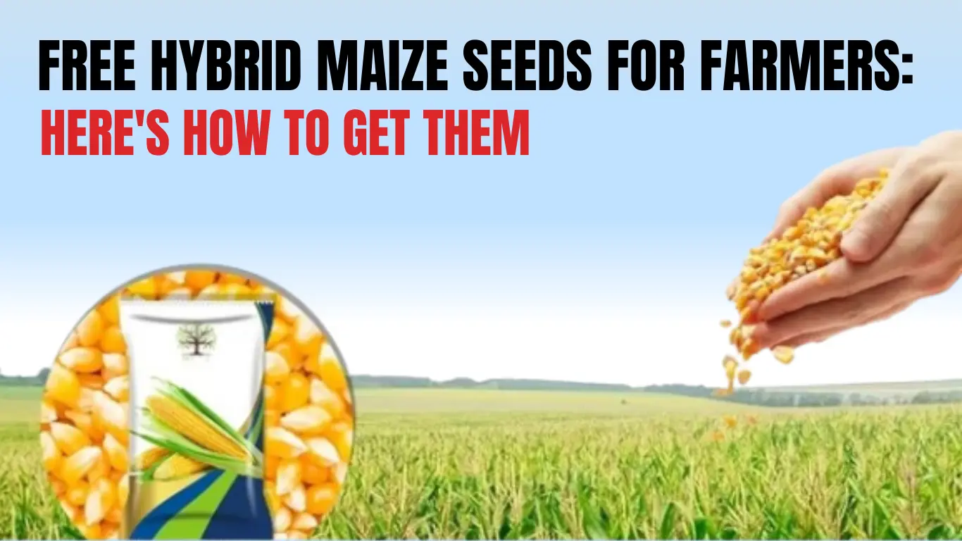 Free Hybrid Maize Seeds for Farmers: Here's How to Get Them