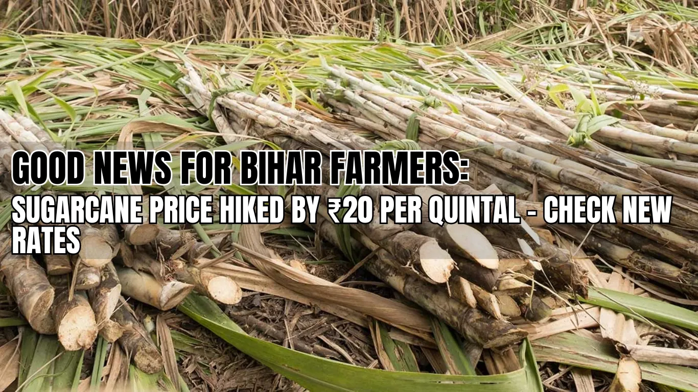 Good News for Bihar Farmers: Sugarcane Price Hiked by ₹20 Per Quintal – Check New Rates