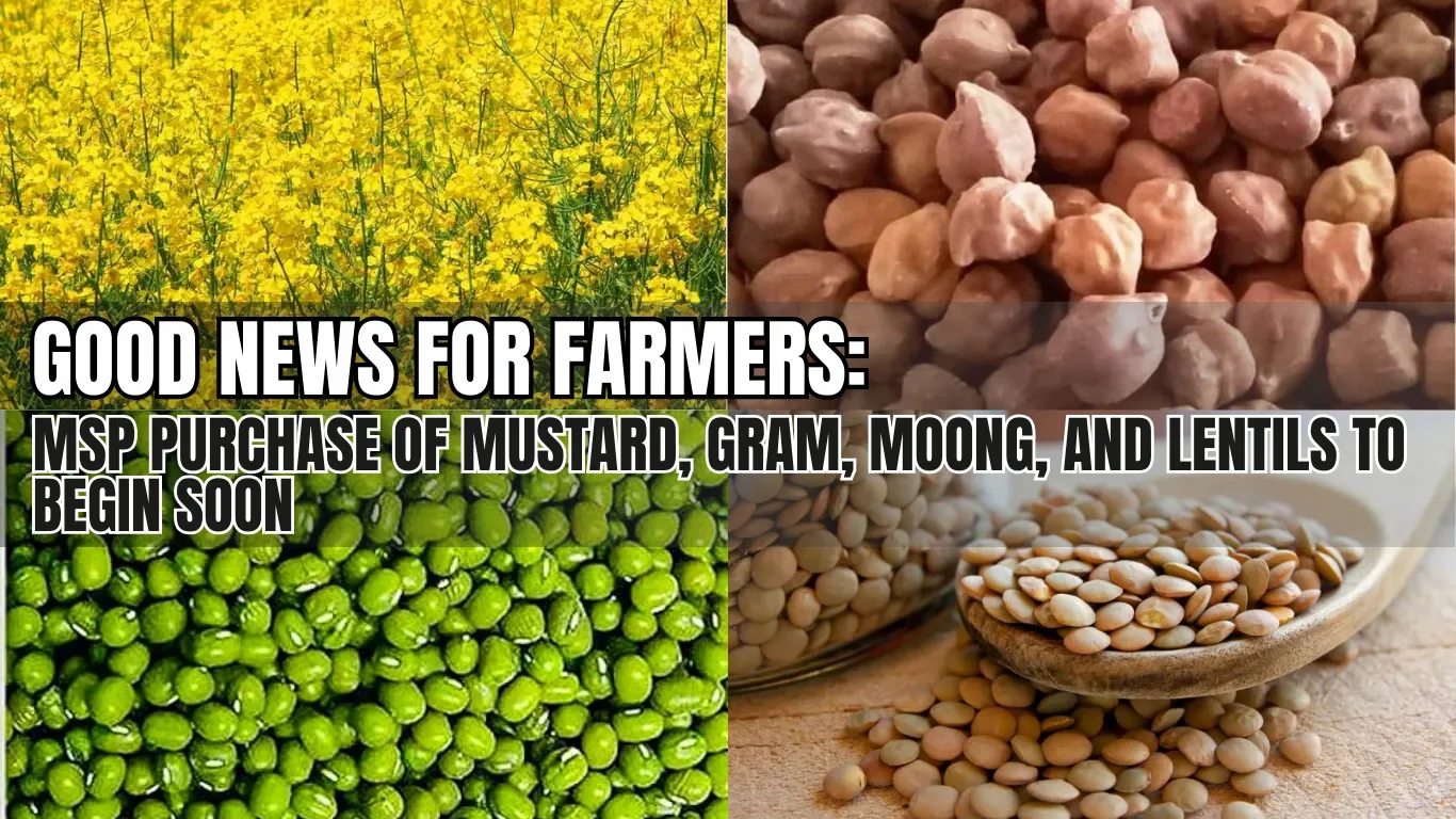 Good News for Farmers: MSP Purchase of Mustard, Gram, Moong, and Lentils to Begin Soon