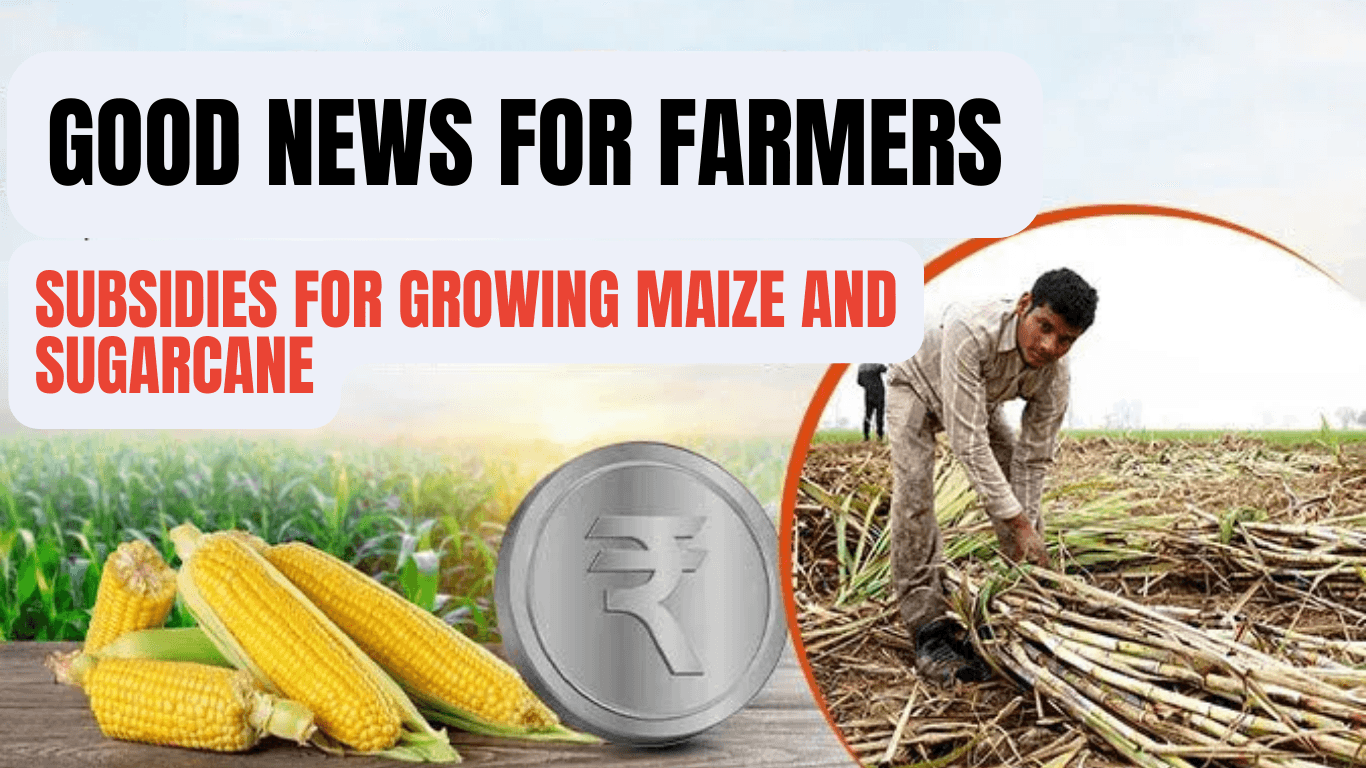 Good News for Farmers: Subsidies for Growing Maize and Sugarcane