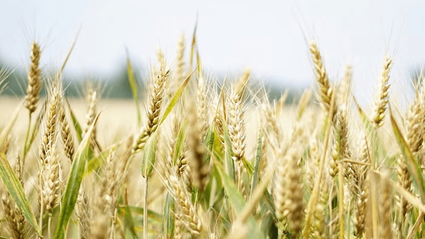 Government Mandates Weekly Wheat Stock Declarations for Food Security