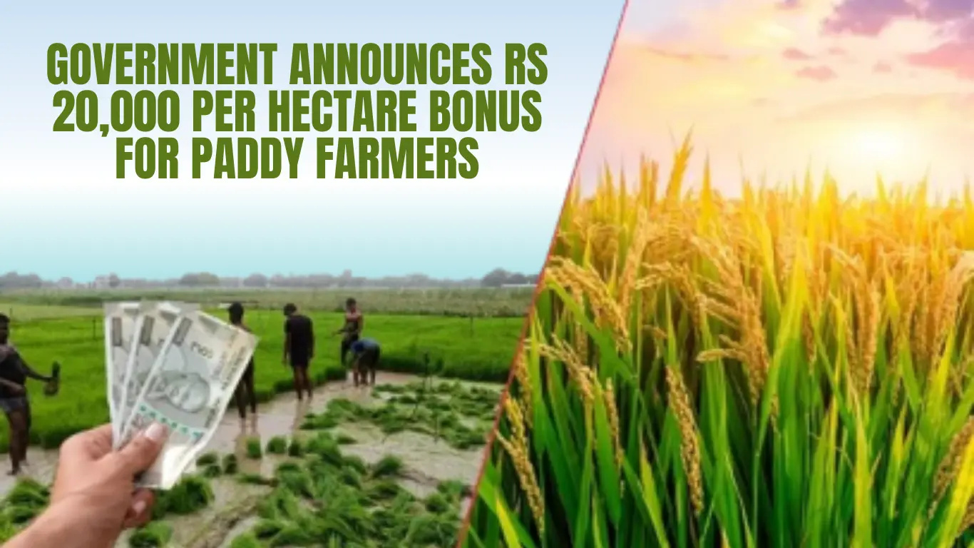 Government Announces Rs 20,000 Per Hectare Bonus for Paddy Farmers