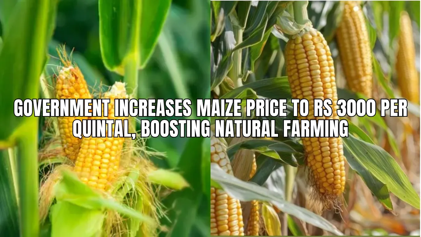 Government Increases Maize Price to Rs 3000 per Quintal, Boosting Natural Farming