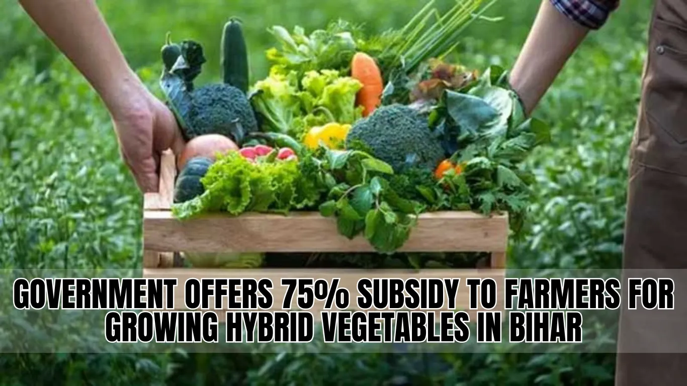 Government Offers 75% Subsidy to Farmers for Growing Hybrid Vegetables in Bihar