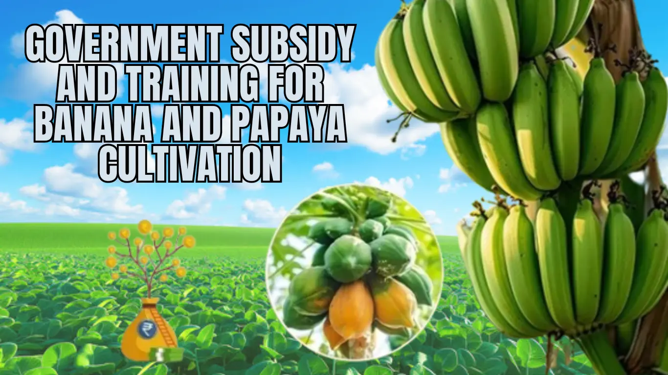 Government Subsidy and Training for Banana and Papaya Cultivation