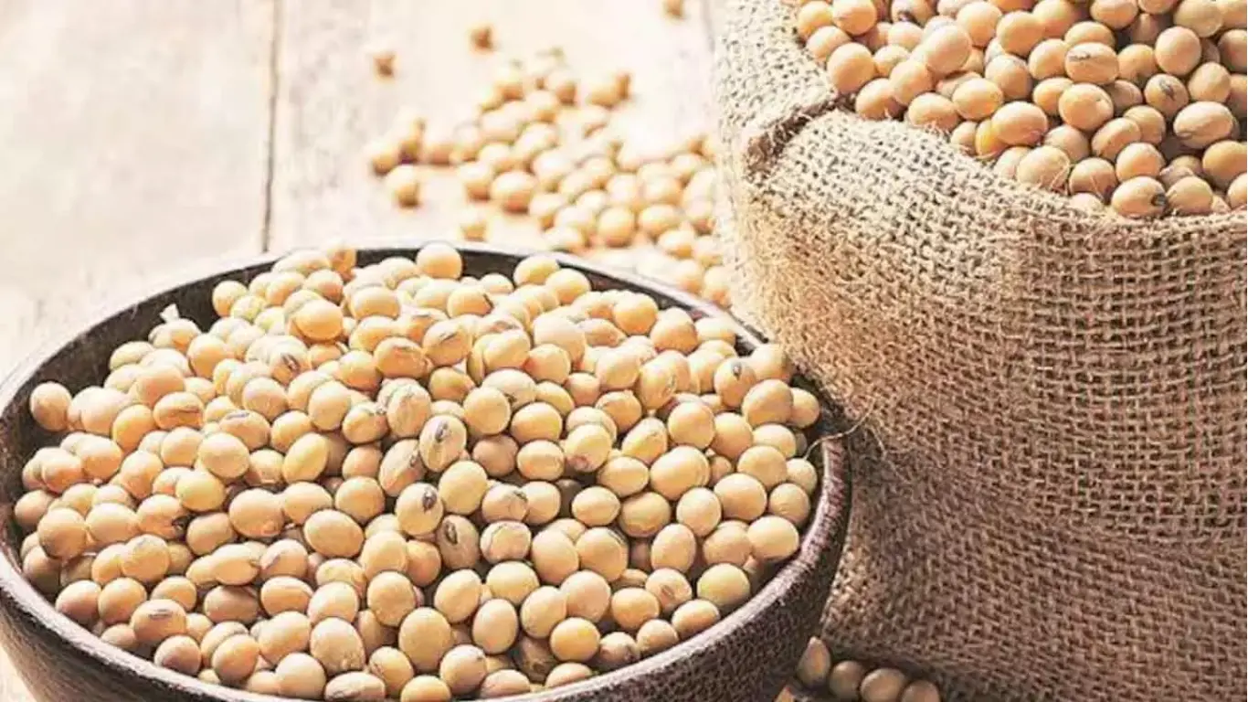 Government to Buy Soybeans at MSP, Millions of Farmers to Benefit