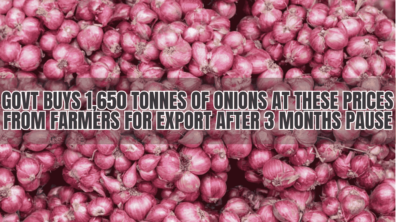 Govt Buys 1,650 Tonnes of Onions at these Prices from Farmers for Export after 3 Months Pause