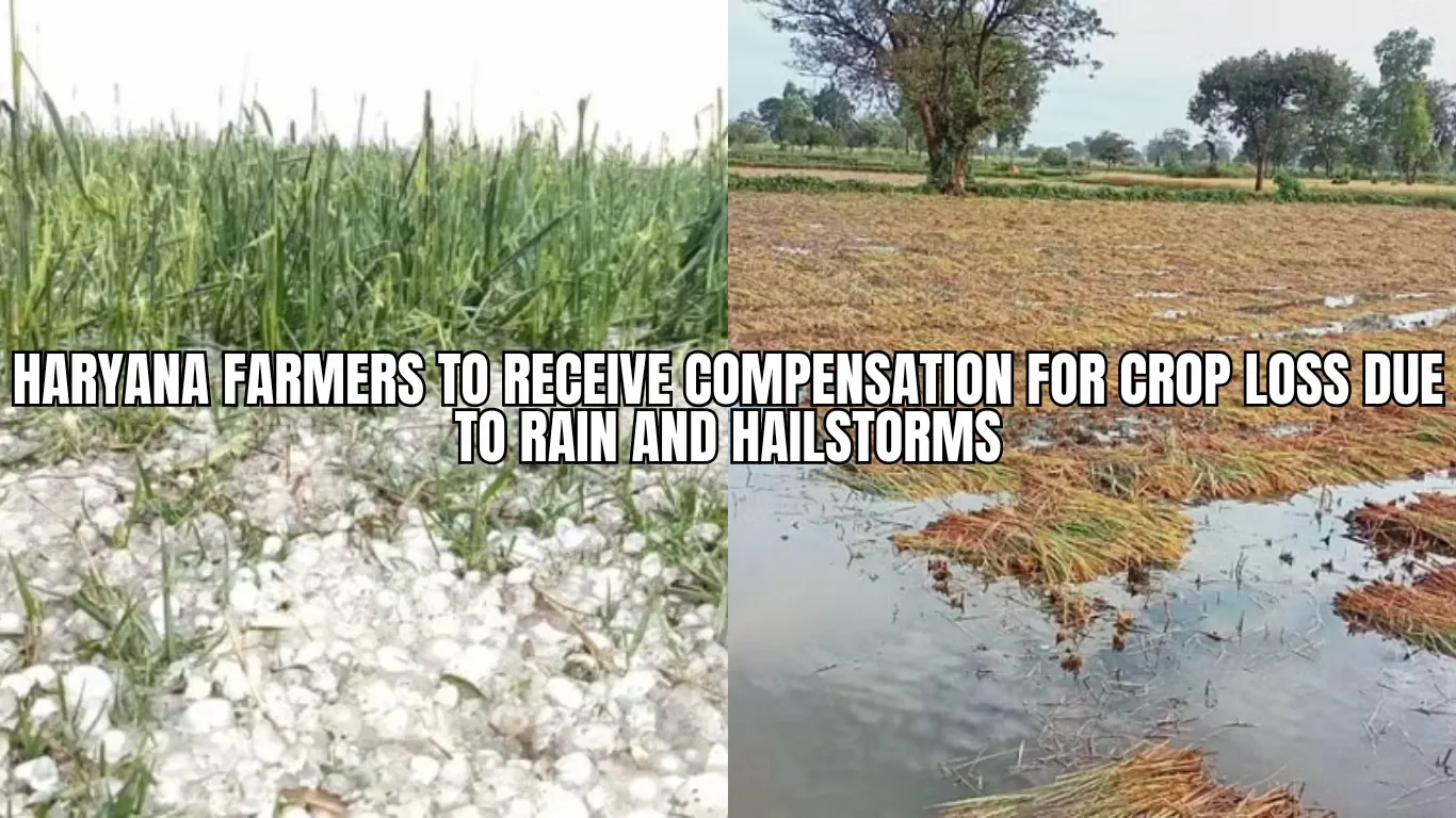 Haryana Farmers to Receive Compensation for Crop Loss Due to Rain and Hailstorms