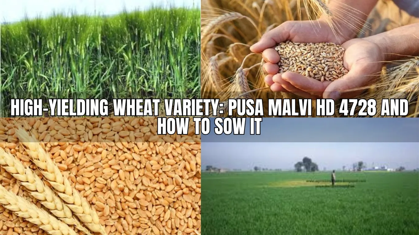 High-Yielding Wheat Variety: Pusa Malvi HD 4728 and How to Sow It