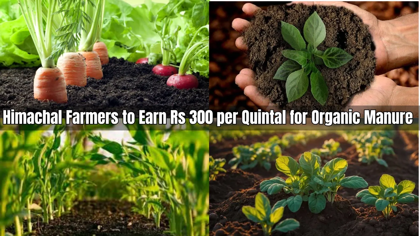 Himachal Farmers to Earn Rs 300 per Quintal for Organic Manure