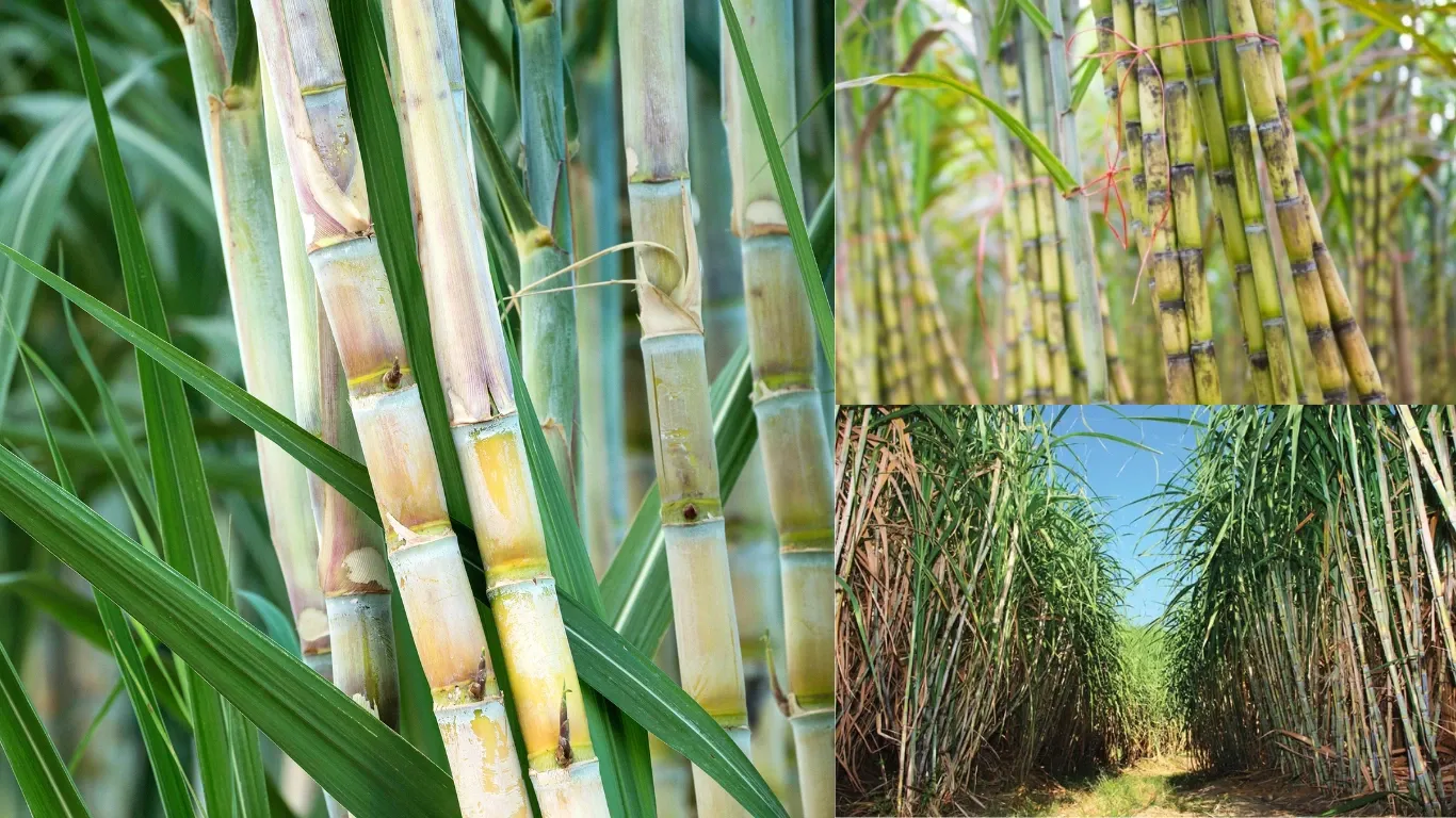 How Intercropping Can Help Sugarcane Farmers Earn More