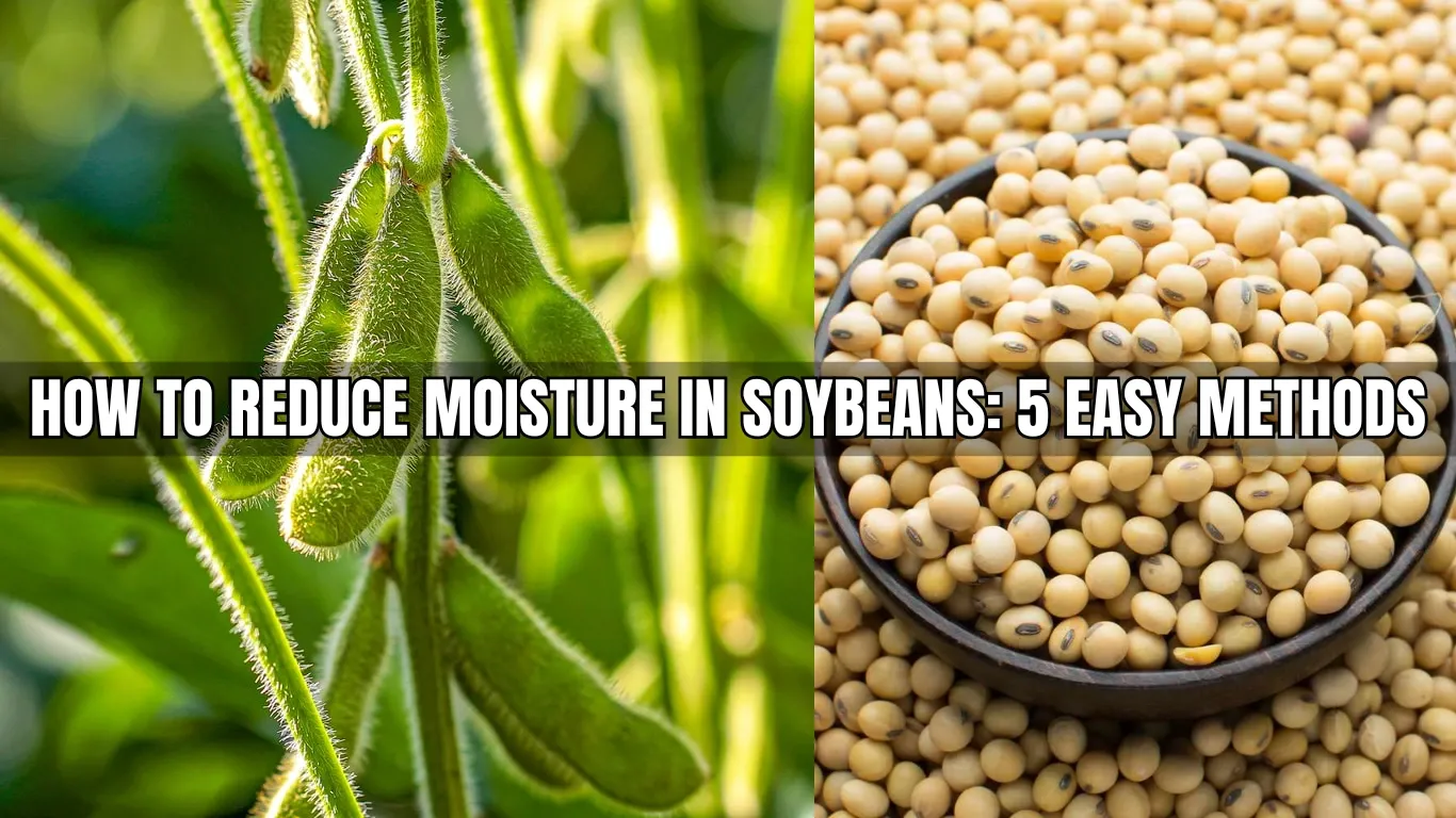 How to Reduce Moisture in Soybeans: 5 Easy Methods