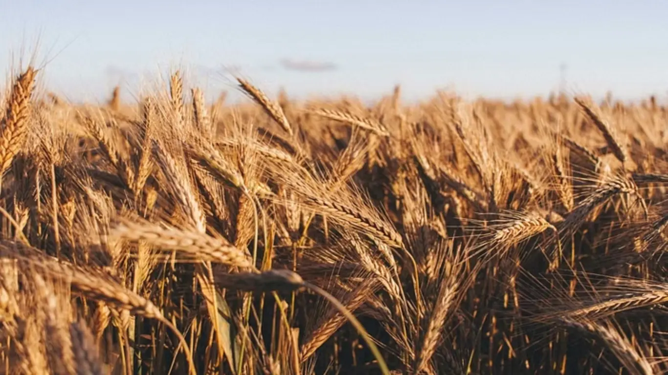 ICAR-IIWBR Provides Wheat Farmers with Weather Advisory Amidst Heatwave Forecast