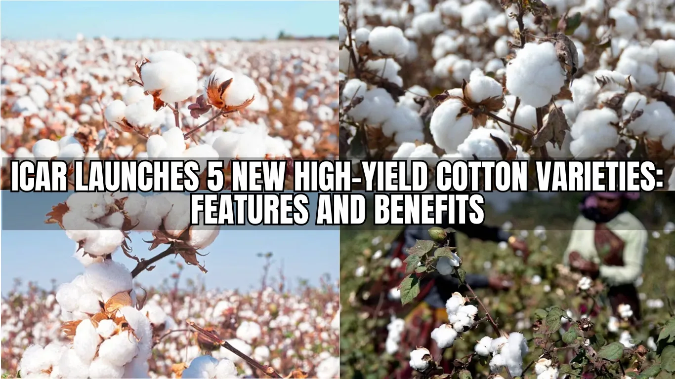 ICAR Launches 5 New High-Yield Cotton Varieties: Features and Benefits