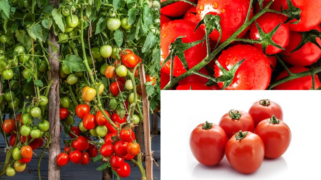 INDAM 1320 Tomato Seeds: High-Yield, Profitable Choice for Farmers