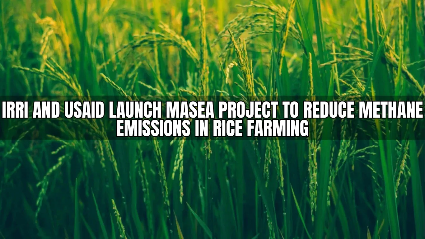 IRRI and USAID Launch MASEA Project to Reduce Methane Emissions in Rice Farming