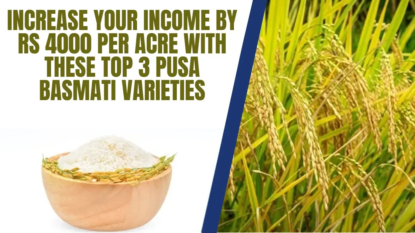 Increase Your Income by Rs 4000 per Acre with These Top 3 Pusa Basmati Varieties